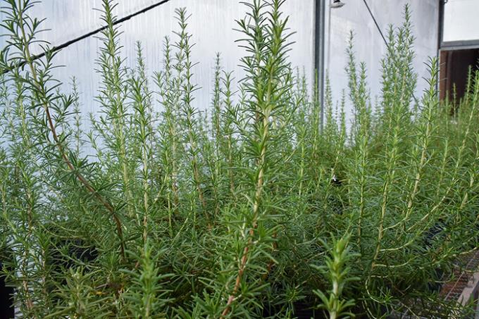 Cultivo de alecrim na casa de vegetação do Cevop, com mudas cedidas pelo IAC