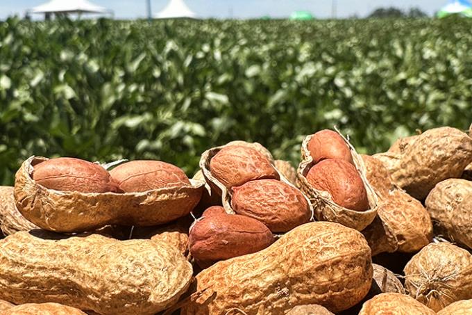 Unoeste realiza Simpósio Brasileiro do Amendoim em Prudente
