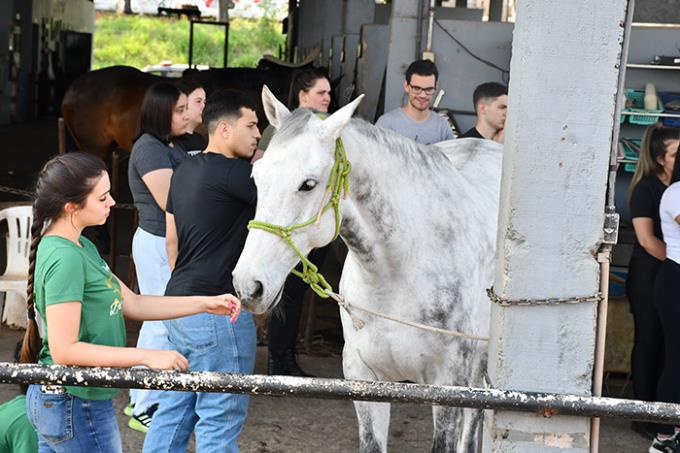 Alunos do curso de Fisioterapia foram orientados como se aproximar e lidar com os cavalos 