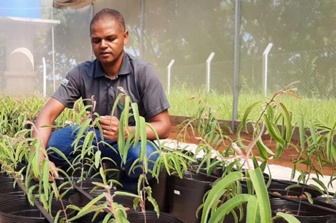 Bioinsumos geram incremento para produzir eucalipto cheiroso