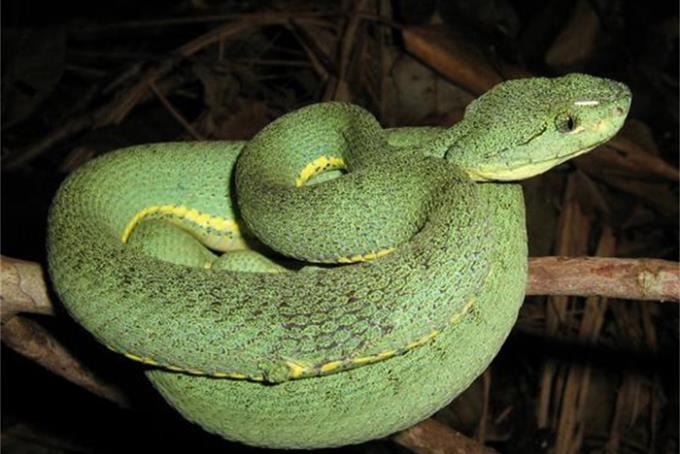 Veneno de cobra é capaz de estimular neurotransmissão motora