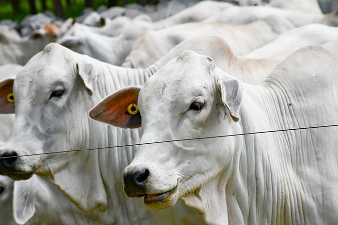 Prudente poderá ter selo sobre a origem da carne que produz