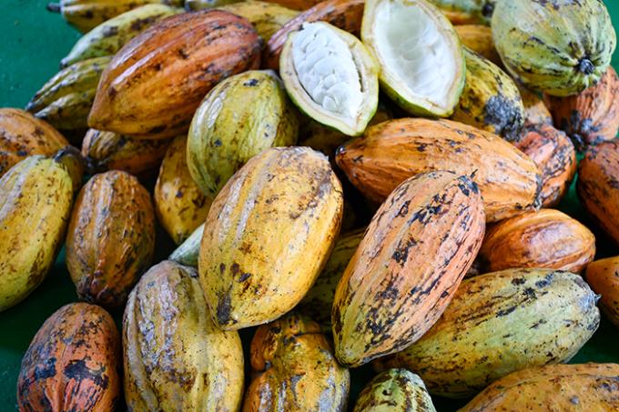 Produção de mudas abre a inserção do cacau no oeste paulista