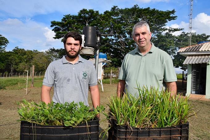 Irrigação é mais eficiente em novos cultivares de amendoim