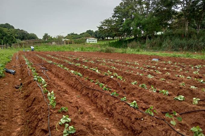 Irrigação ‘inicial’ da batata-doce gera maior produtividade