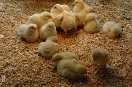 Dia de Campo sobre avicultura tem atividades no campus II