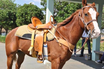 Projeto Cavalo Amigo atende pacientes do Allan Kardec