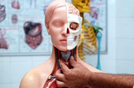 Fono e Medicina organizam orientações sobre a voz