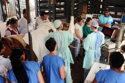 Laparoscopia é nova técnica usada pelo Hospital Veterinário