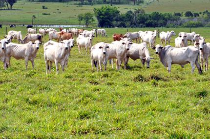 Unoeste cria modelo nacional de integraÃ§Ã£o lavoura-pecuÃ¡ria - Unoeste