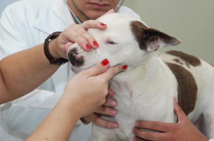 Residência em Medicina Veterinária faz seleção de candidatos