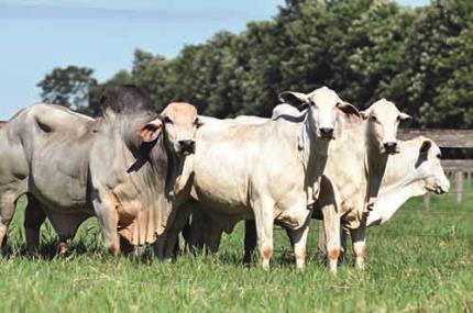 Bovinocultura aquece o agronegócio brasileiro