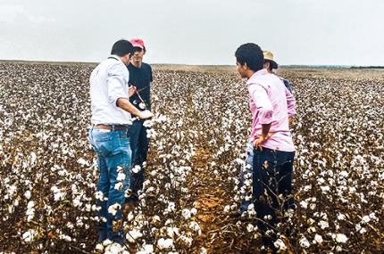 Alunos de Agronomia conhecem produção de algodão