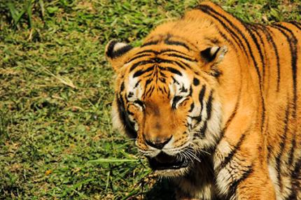 "Animais Silvestres" é tema inserido na formação veterinária
