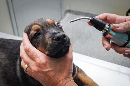 Veterinária prestará serviços gratuitos esta semana