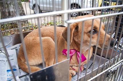 Veterinária prestará serviços gratuitos esta semana