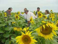 Mestrado em agronomia está com inscrições abertas